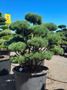 2293 - Borovice lesní - Pinus sylvestris 'Watereri'