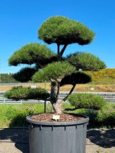 2314 - Borovice černá pravá - Pinus nigra nigra