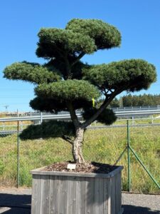 2318 - Borovice drobnokvětá - Pinus parviflora 'Glauca'