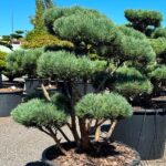 2322 - Borovice lesní - Pinus sylvestris 'Watereri'