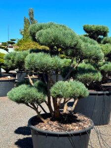 2322 - Borovice lesní - Pinus sylvestris 'Watereri'