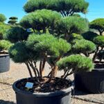 2323 - Borovice lesní - Pinus sylvestris 'Watereri'