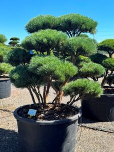 2323 - Borovice lesní - Pinus sylvestris 'Watereri'