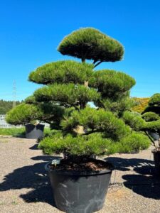 2325 - Borovice černá pravá - Pinus nigra nigra