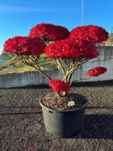 2332 - Brslen křídlatý - Euonymus alatus
