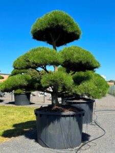 2334 - Borovice černá pravá - Pinus nigra nigra
