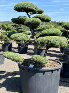 2335 - Jalovec prostřední - Juniperus media 'Hetzii'