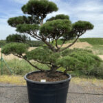 2348 - Borovice lesní - Pinus sylvestris 'Norske Typ'
