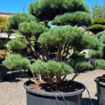 2353 - Borovice lesní - Pinus sylvestris 'Watereri'
