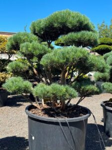 2353 - Borovice lesní - Pinus sylvestris 'Watereri'