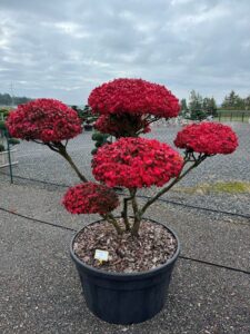 2363 - Brslen křídlatý - Euonymus alatus
