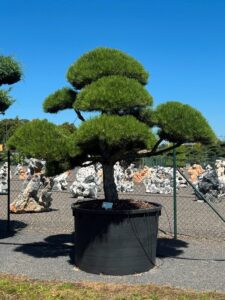 2365 - Borovice černá pravá - Pinus nigra nigra