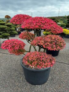 2367 - Brslen křídlatý - Euonymus alatus