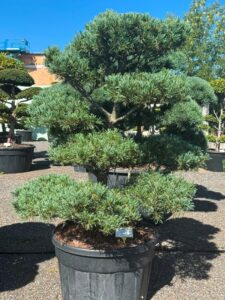 2369 - Borovice drobnokvětá - Pinus parviflora 'Glauca'