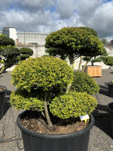 2374 - Cesmína vroubkovaná - Ilex crenata