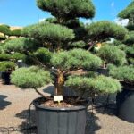 2383 - Borovice lesní - Pinus sylvestris 'Glauca'