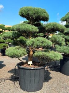 2383 - Borovice lesní - Pinus sylvestris 'Glauca'