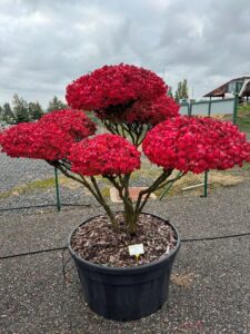 2394 - Brslen křídlatý - Euonymus alatus