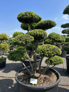2403 - Cesmína vroubkovaná - Ilex crenata
