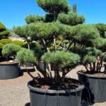 2414 - Borovice lesní - Pinus sylvestris 'Watereri'