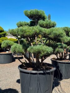 2414 - Borovice lesní - Pinus sylvestris 'Watereri'