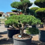 2415 - Borovice lesní - Pinus sylvestris