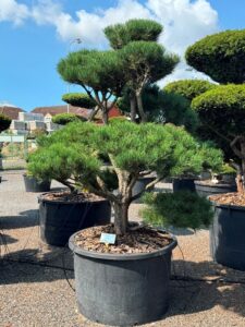 2415 - Borovice lesní - Pinus sylvestris