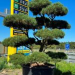 2416 - Borovice lesní - Pinus sylvestris