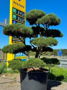 2416 - Borovice lesní - Pinus sylvestris