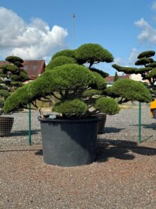2417 - Borovice kleč - Pinus mugo mughus