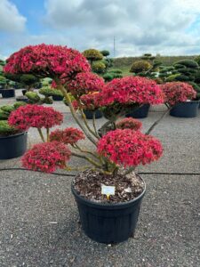 2422 - Brslen křídlatý - Euonymus alatus