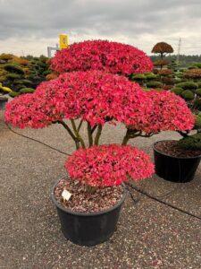2424 - Brslen křídlatý - Euonymus alatus