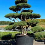 2425 - Borovice lesní - Pinus sylvestris