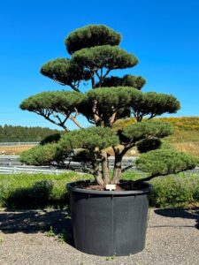 2425 - Borovice lesní - Pinus sylvestris