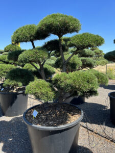 2429 - Borovice kleč - Pinus mugo 'Gnom'