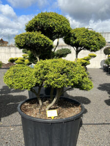 2433 - Cesmína vroubkovaná - Ilex crenata