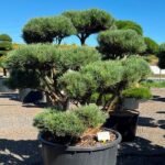 2442 - Borovice lesní - Pinus sylvestris 'Watereri'