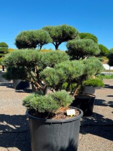 2442 - Borovice lesní - Pinus sylvestris 'Watereri'