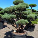 2443 - Borovice lesní - Pinus sylvestris 'Watereri'