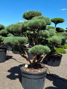 2443 - Borovice lesní - Pinus sylvestris 'Watereri'