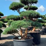 2445 - Borovice lesní - Pinus sylvestris 'Glauca'