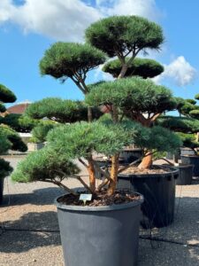 2445 - Borovice lesní - Pinus sylvestris 'Glauca'