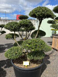 2450 - Cesmína vroubkovaná - Ilex crenata