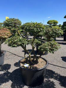 2452 - Brslen křídlatý - Euonymus alatus