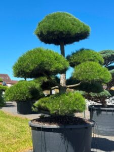 2454 - Borovice černá pravá - Pinus nigra nigra
