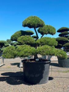 2455 - Borovice černá pravá - Pinus nigra nigra