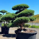 2495 - Borovice lesní - Pinus sylvestris 'Watereri'