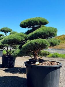 2495 - Borovice lesní - Pinus sylvestris 'Watereri'