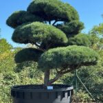 2510 - Borovice lesní - Pinus sylvestris 'Watereri'