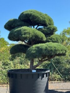 2510 - Borovice lesní - Pinus sylvestris 'Watereri'